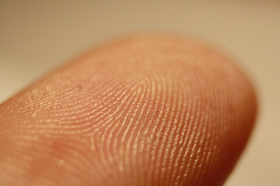 Detalhe de uma impressão digital, exemplo de biometria usada para desbloquear um dispositivo